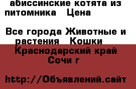 абиссинские котята из питомника › Цена ­ 15 000 - Все города Животные и растения » Кошки   . Краснодарский край,Сочи г.